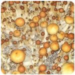 Псилоцибиновые (галлюциногенные)  грибы Psilocybin "Golden Teacher" в Чапаевске