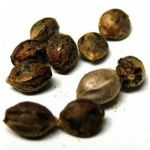 Семена марихуаны АК-47  (Seeds AK-47) в Чапаевске